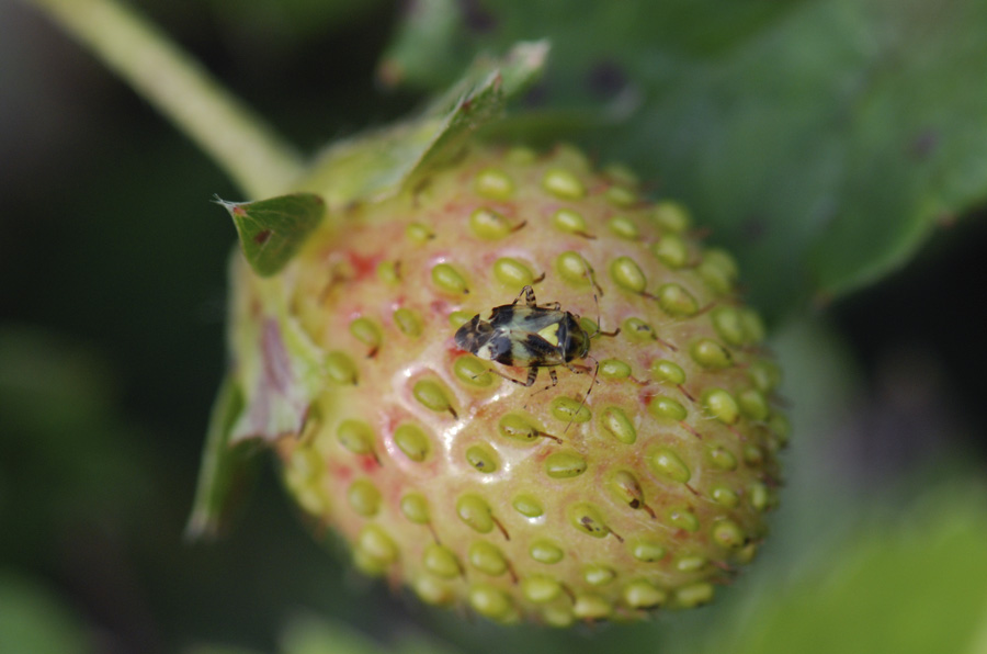 Miridae: Liocoris tripustulatus del Veneto (VI)